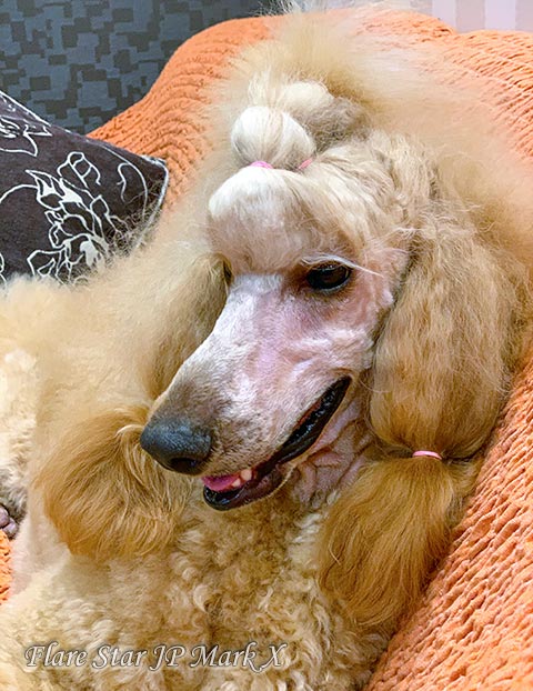 �A�v���R�b�g�F�@�X�^���_�[�h�v�[�h��